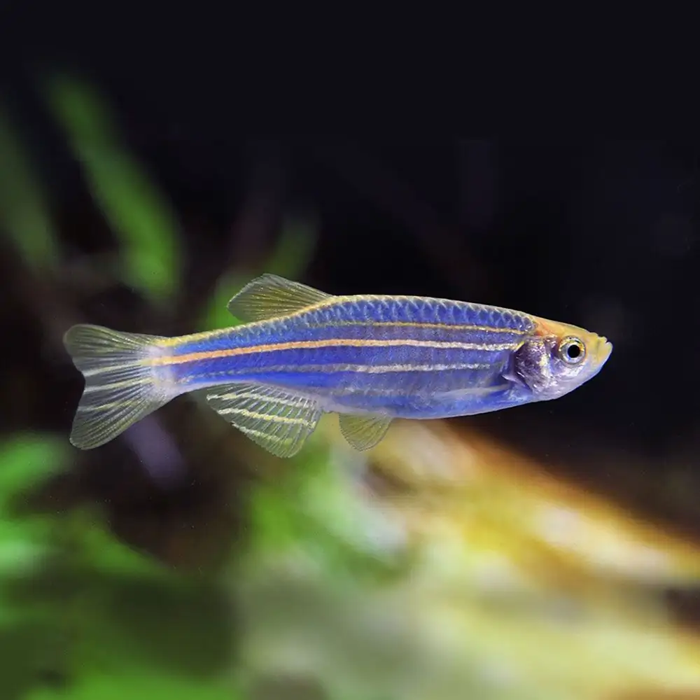 GloFish, Cosmic Blue Danio